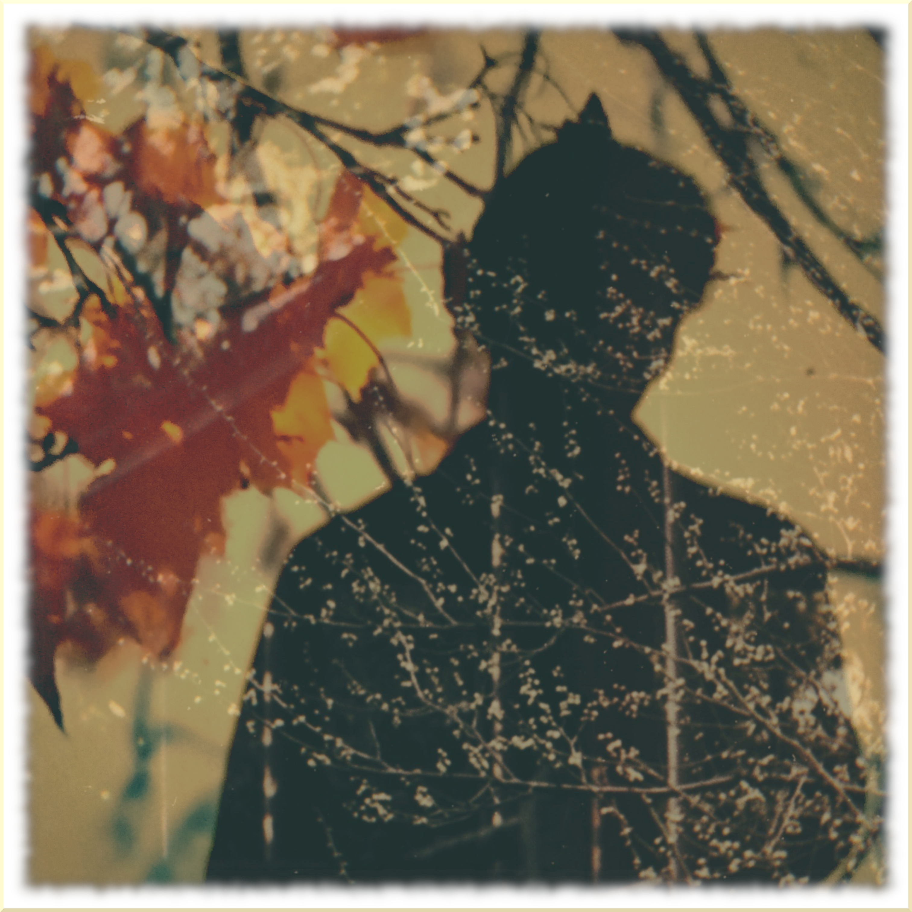 georgegardener favicon