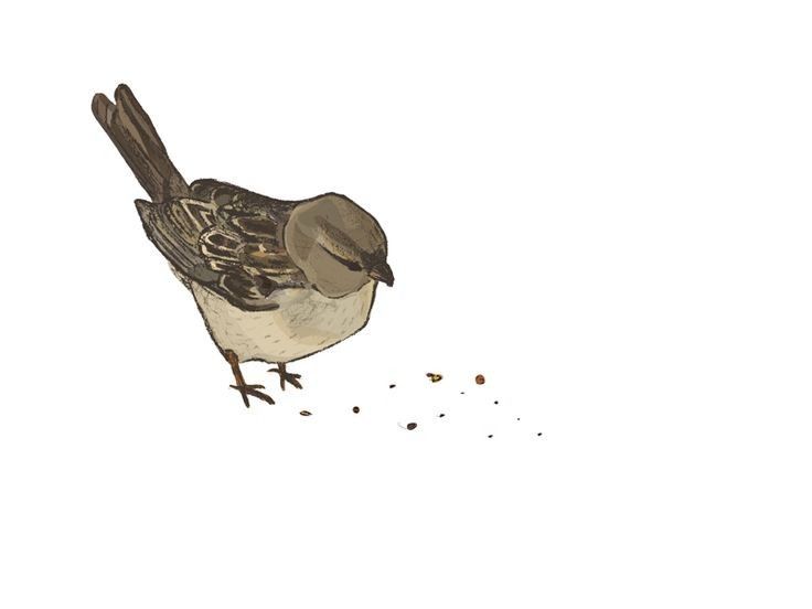 sparrow favicon